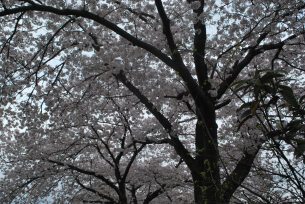 Cloudy hanami 曇りな花見
